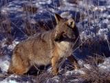 Kojote im Lamar-Tal im Winter
