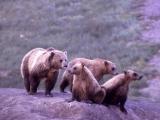 Grizzly Mutter mit 3 Jungbären