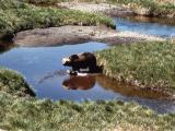 Grizzly Bär beim Baden in einem Nebenfluss