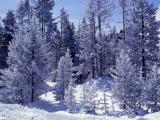 Baumgruppe bedeckt mit Frost und Schnee