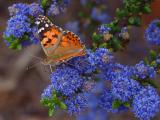 Oranger Schmetterling auf blauen Blüten