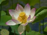Eine Lotusblüte