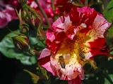 Rosengarten mit Bienen