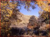 Herbstliche Farben am Gardner River