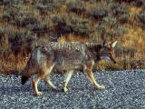 Kojote am Strassenrand